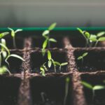 semis de plantes en croissance
