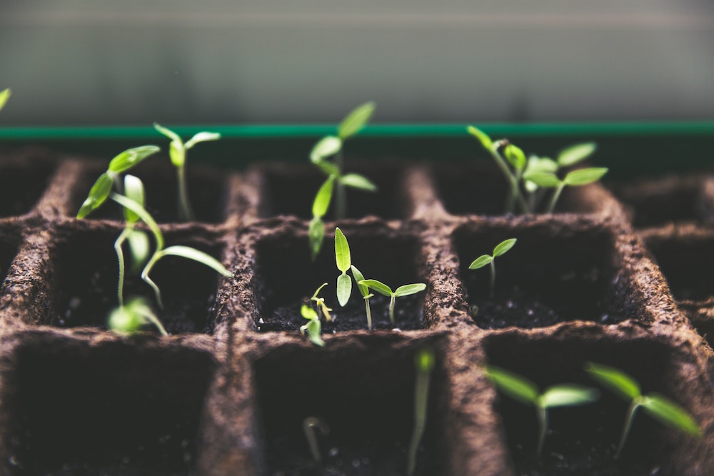 semis de plantes en croissance